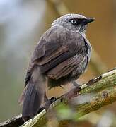 Black-lored Babbler