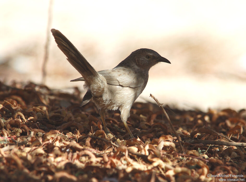 Arabian Babbler