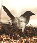 Arabian Babbler