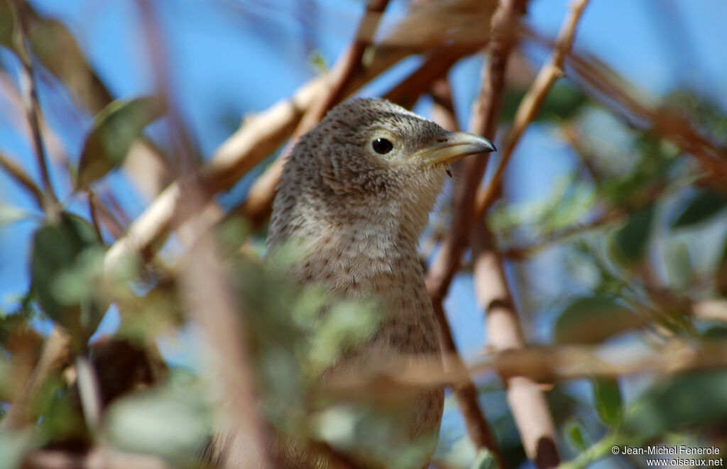 Arabian Babbler