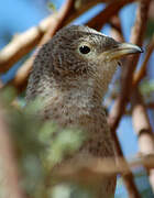 Arabian Babbler