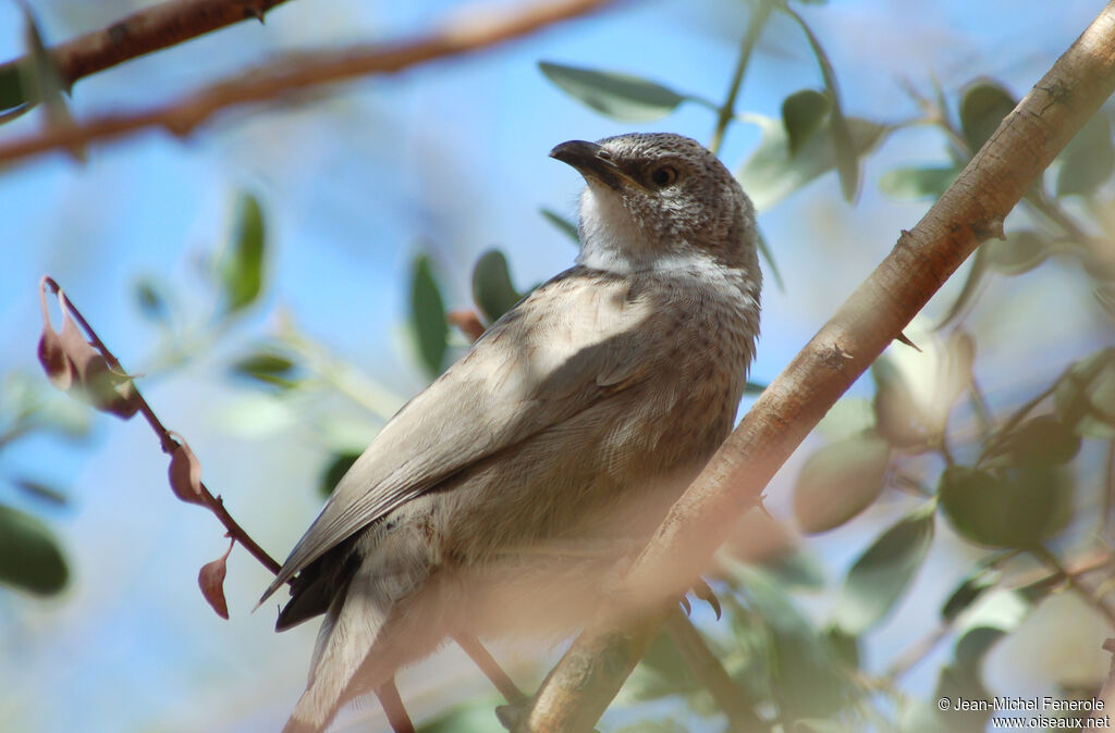 Arabian Babbler