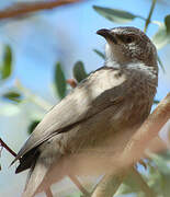 Arabian Babbler