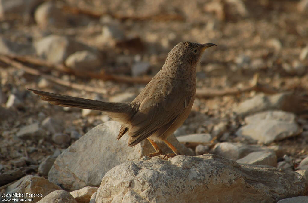 Arabian Babbler, identification