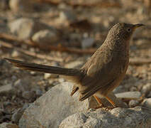 Arabian Babbler