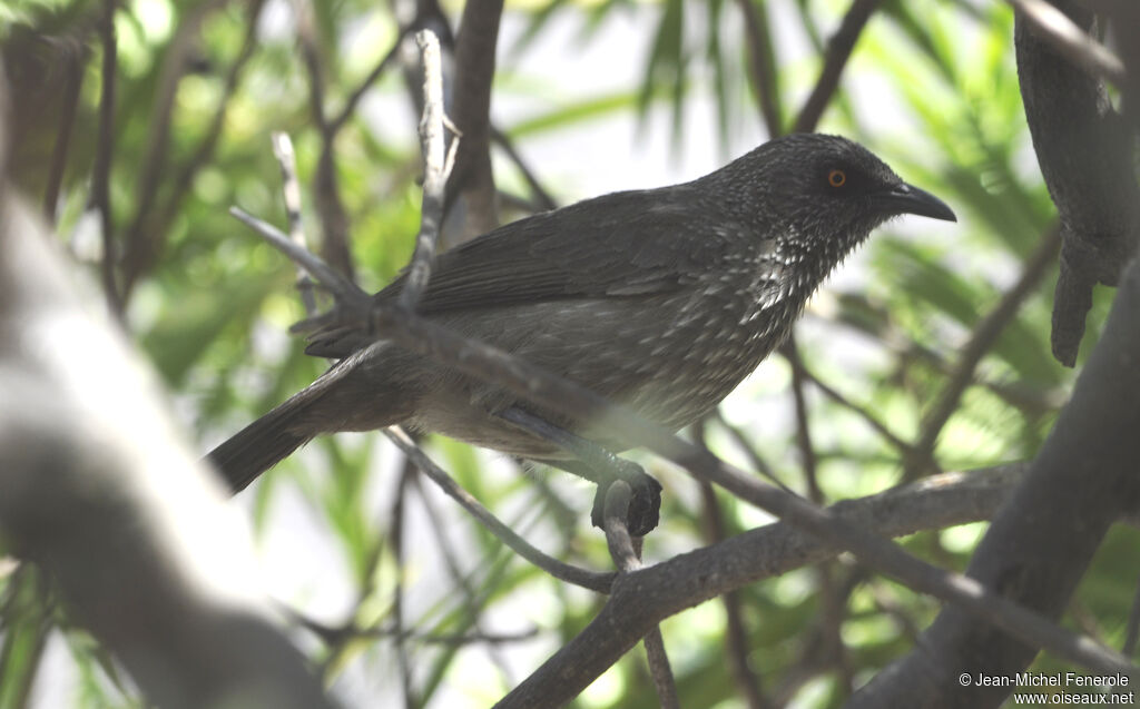 Arrow-marked Babbler