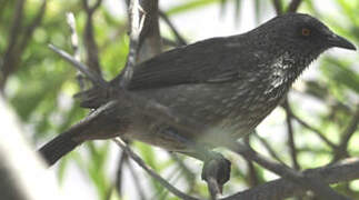 Arrow-marked Babbler