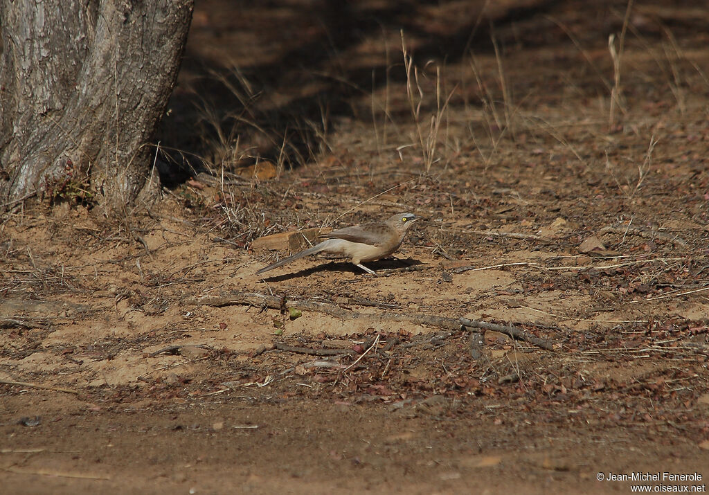 Large Grey Babbler