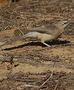 Large Grey Babbler