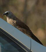 Black-faced Babbler