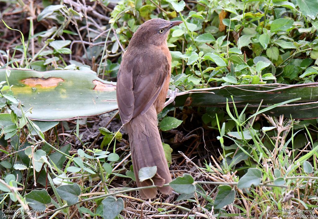 Rufous Chatterer