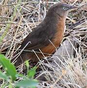 Rufous Chatterer