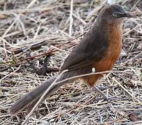 Rufous Chatterer