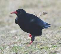 Red-billed Chough