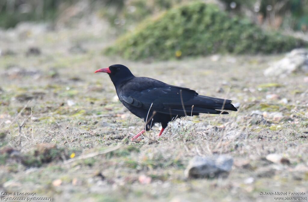 Red-billed Chough