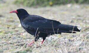 Red-billed Chough