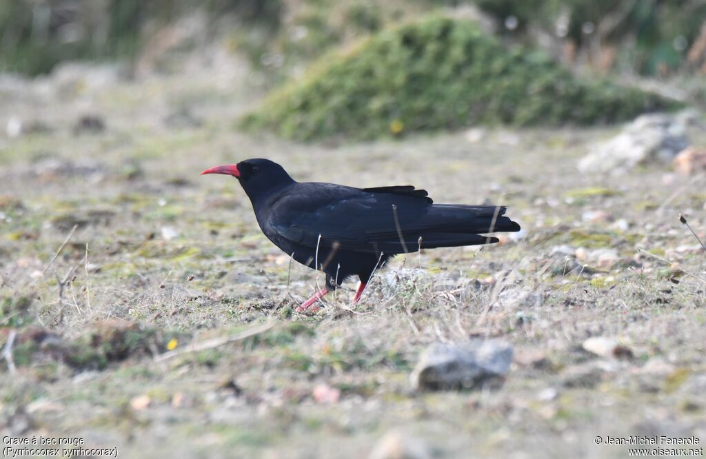 Red-billed Chough