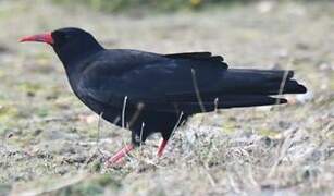 Red-billed Chough