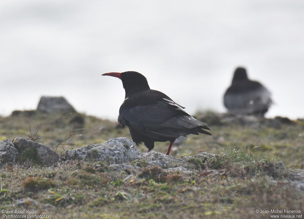 Red-billed Chough