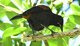 North Island Saddleback