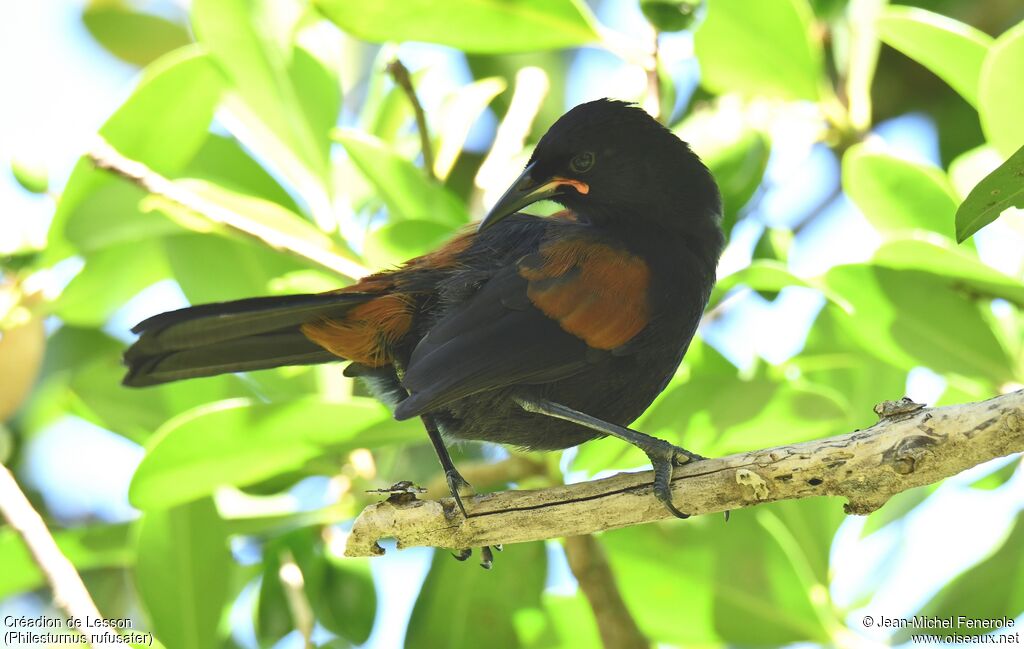 North Island Saddleback