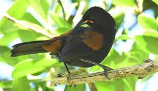 North Island Saddleback