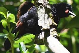 North Island Saddleback