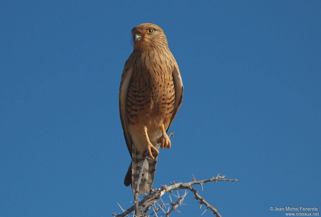 Greater Kestrel