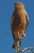 Greater Kestrel