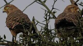 Greater Kestrel