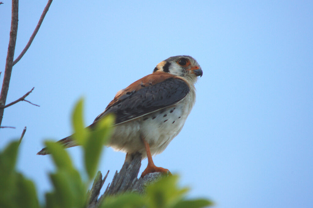 American Kestrel