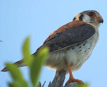 American Kestrel