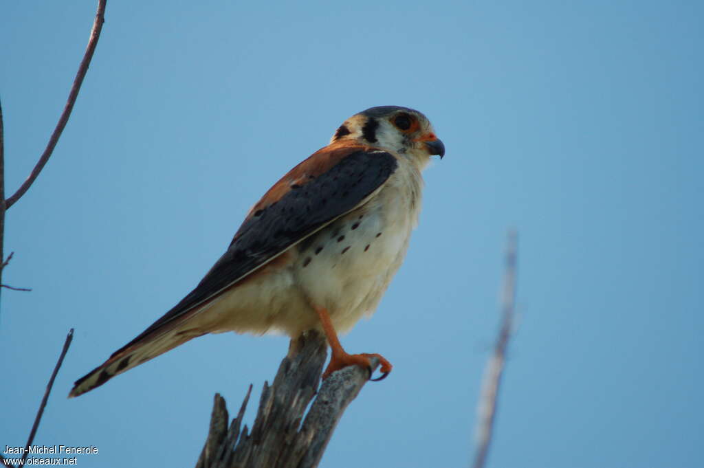 American Kestrel male adult breeding, identification