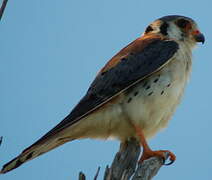 American Kestrel