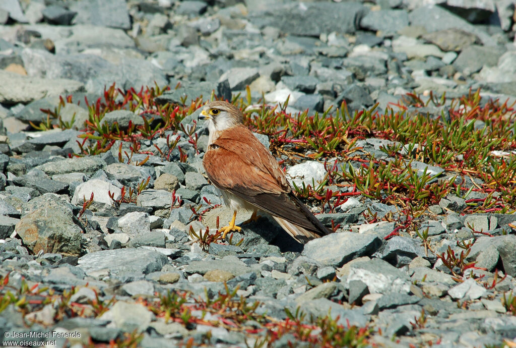 Nankeen Kestrel male adult