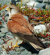 Nankeen Kestrel