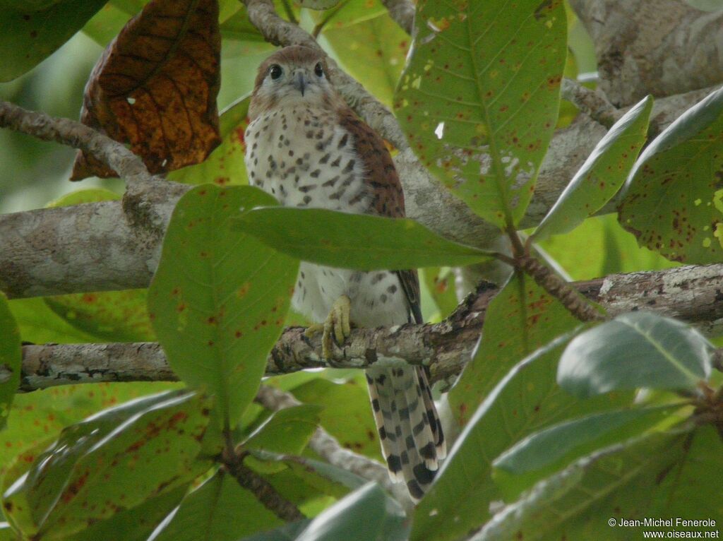 Mauritius Kestrel