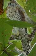 Mauritius Kestrel