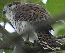 Mauritius Kestrel