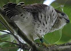 Mauritius Kestrel