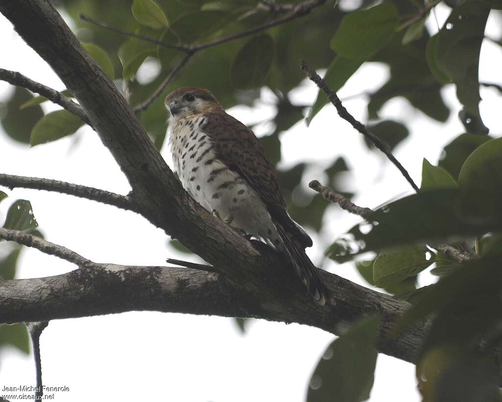 Mauritius Kestrel, identification