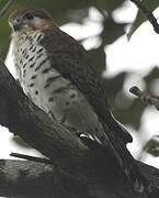 Mauritius Kestrel