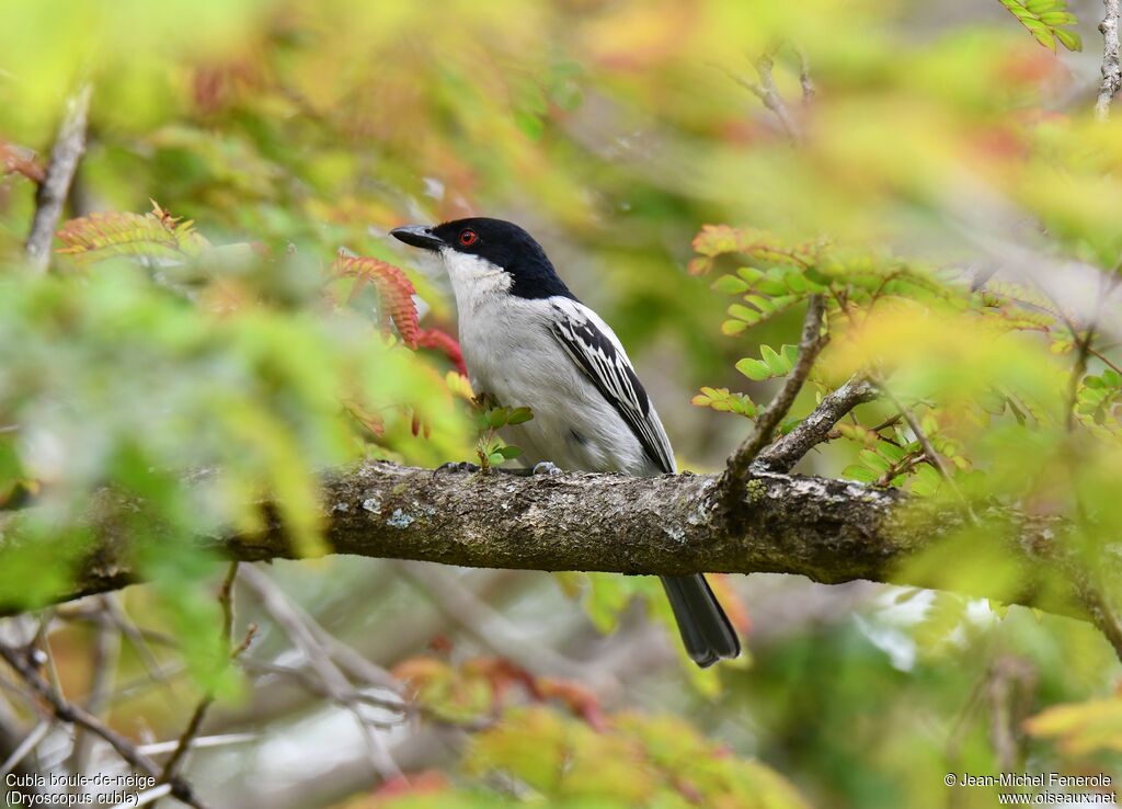 Black-backed Puffback