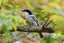 Black-backed Puffback