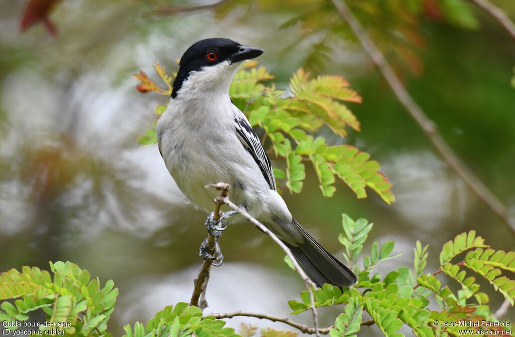 Black-backed Puffback