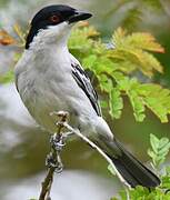 Black-backed Puffback