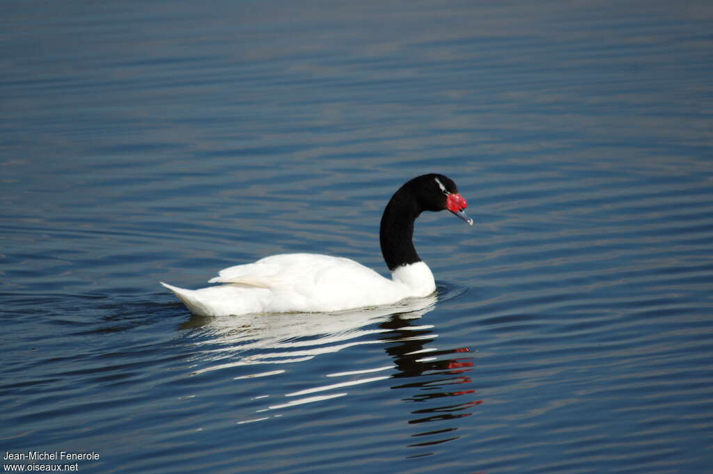 Black-necked Swanadult breeding, identification