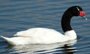 Black-necked Swan