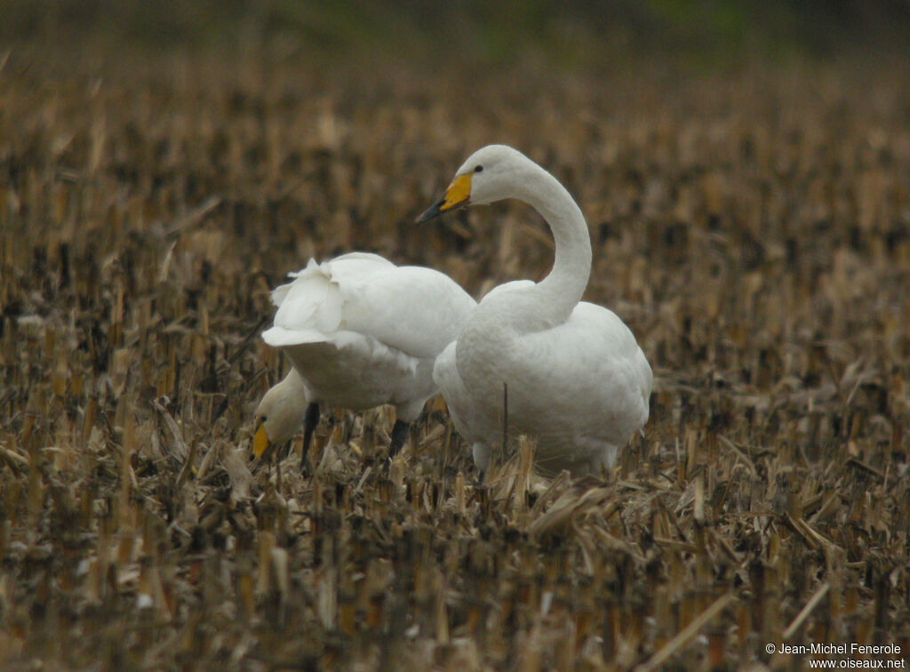 Whooper Swan