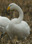 Whooper Swan